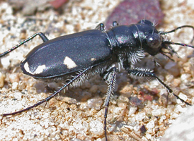 Cicindela scutellaris rugifrons Cicindela scutellaris rugifrons